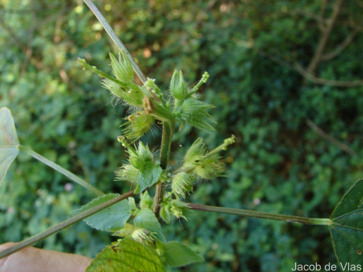 Acalypha ciliata Forssk.